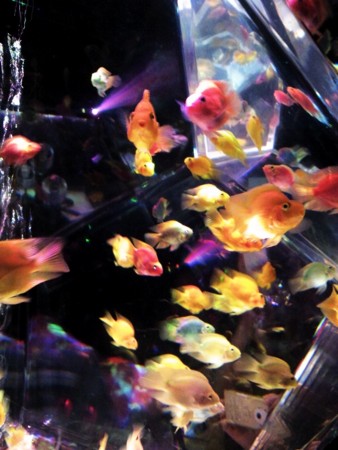 f:id:EijiYoshida:20120922190734j:image