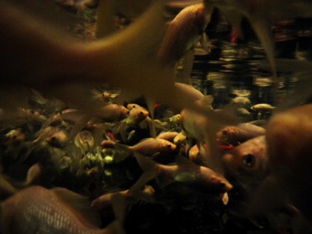 f:id:EijiYoshida:20120922191530j:image
