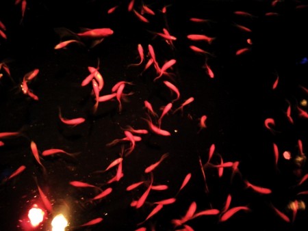 f:id:EijiYoshida:20120922192451j:image