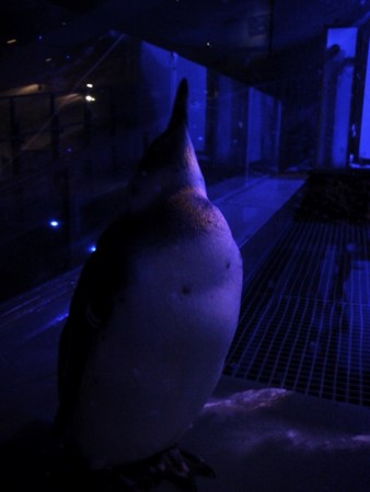 f:id:EijiYoshida:20131114190218j:image