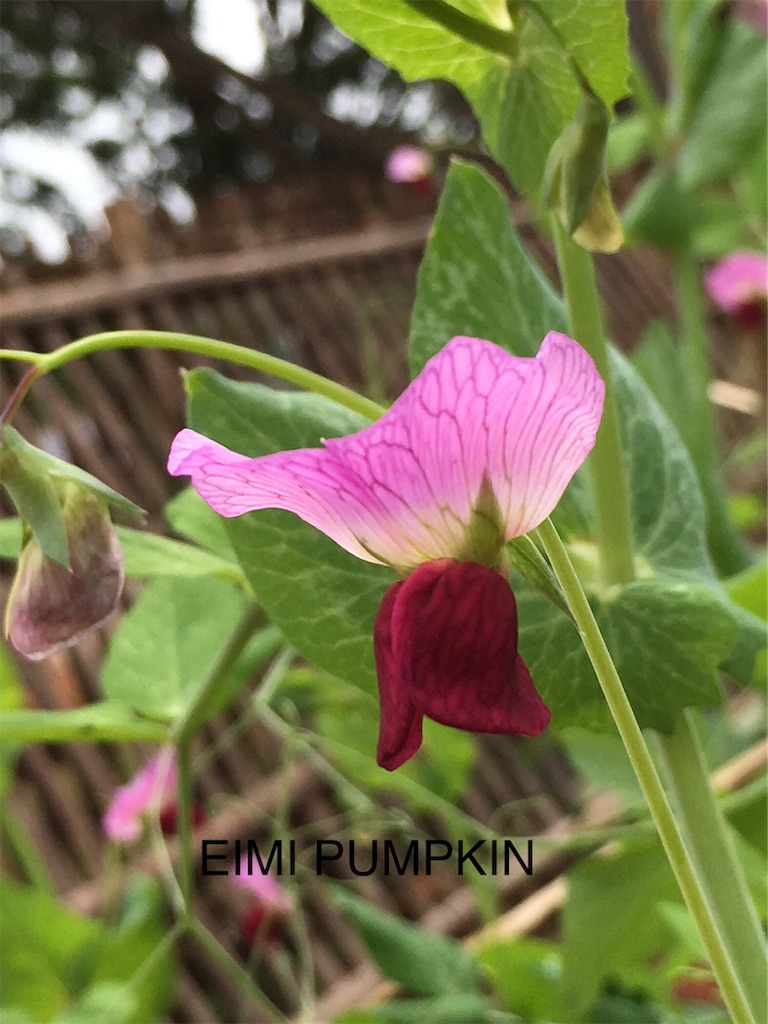f:id:Eimypumpkin:20191018075307j:image f:id:Eimypumpkin:20191018075307j:image