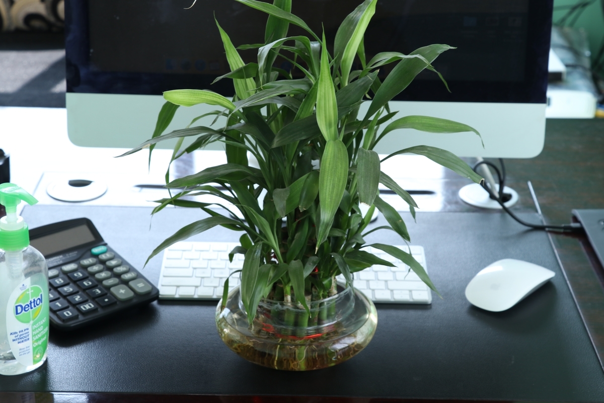 f:id:Elizabeth_Journal:20201207213758j:plain