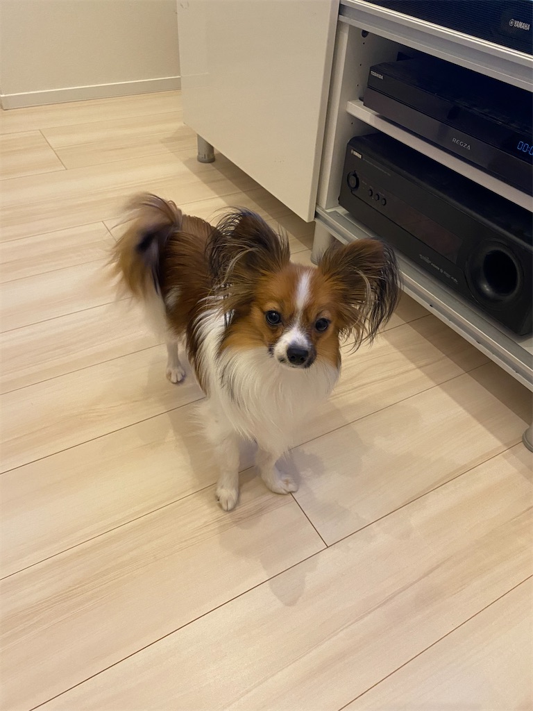 f:id:Elly3:20210304204321j:image