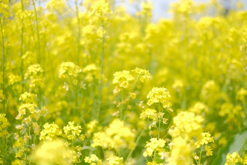 f:id:Emame:20201107184205j:plain