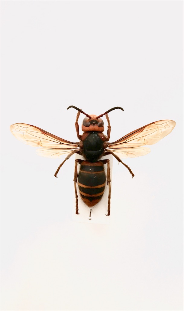 スズメバチの解説 無名たまに虫弄る虫屋