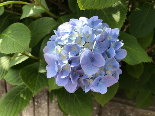 f:id:Emily2019:20210606234010j:image f:id:Emily2019:20210606234010j:image
