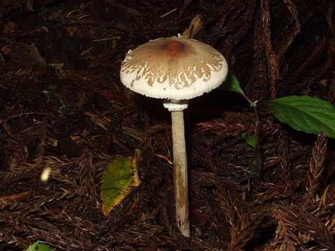 オオシロカラカサタケの画像や駆除方法 似てるキノコを食べる際注意 エムリスのメモ帳