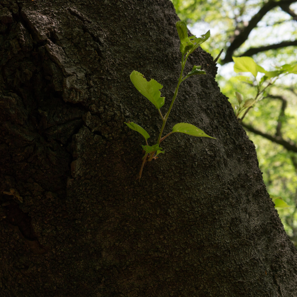 f:id:Emmaus:20180409100841j:plain f:id:Emmaus:20180409100841j:plain