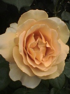 f:id:Emmery:20050508151412j:plain f:id:Emmery:20050508151412j:plain