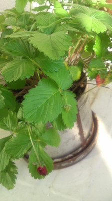 f:id:Emmery:20161124195033j:plain f:id:Emmery:20161124195033j:plain