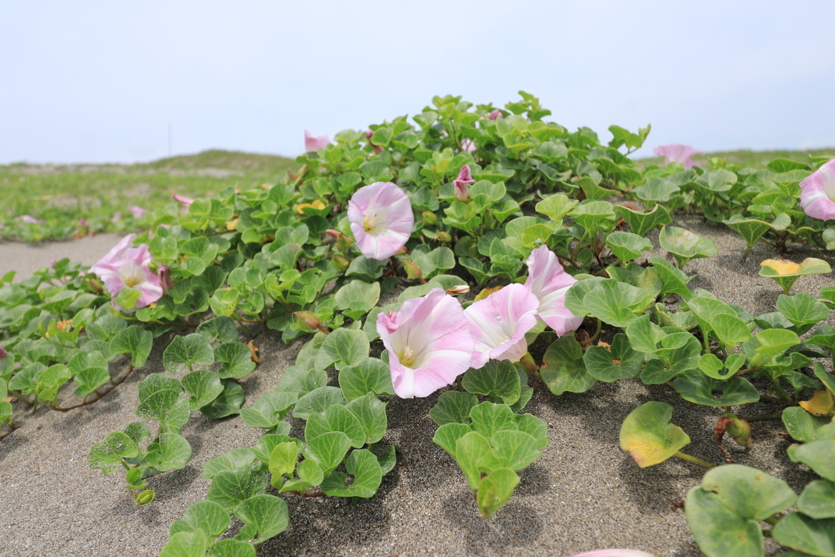 f:id:Emydura:20210606185934j:plain