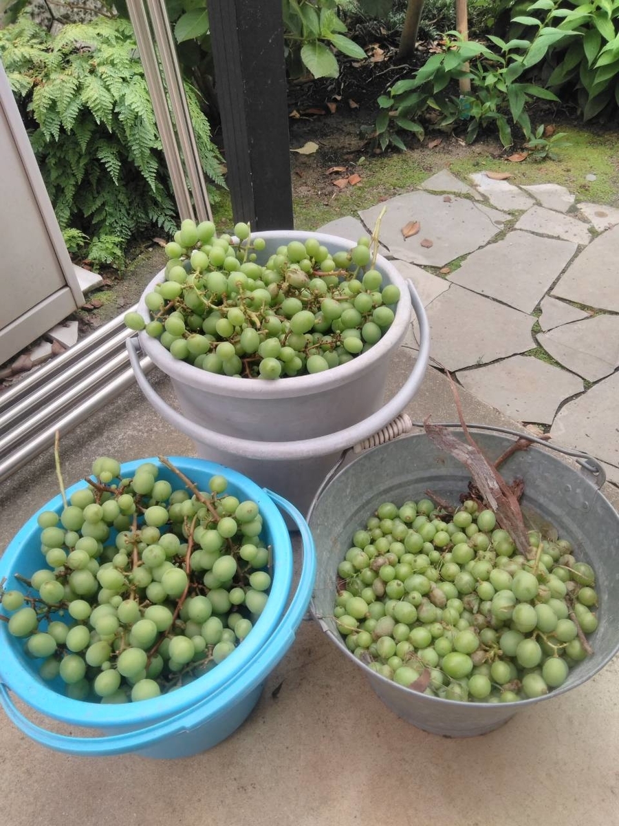 f:id:EnjoyBBB:20190716144830j:plain