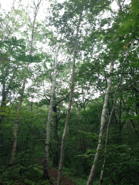 f:id:Enykey:20150827183857j:plain f:id:Enykey:20150827183857j:plain