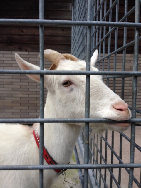 f:id:Enykey:20150827183930j:plain f:id:Enykey:20150827183930j:plain