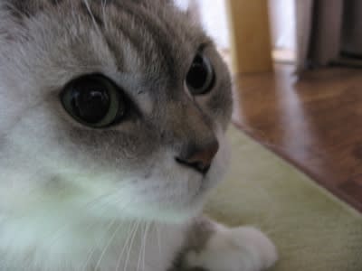 2006年12月22日のももちゃん
