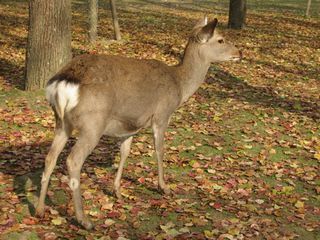 奈良公園の鹿