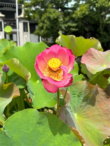 日泰寺の蓮の花