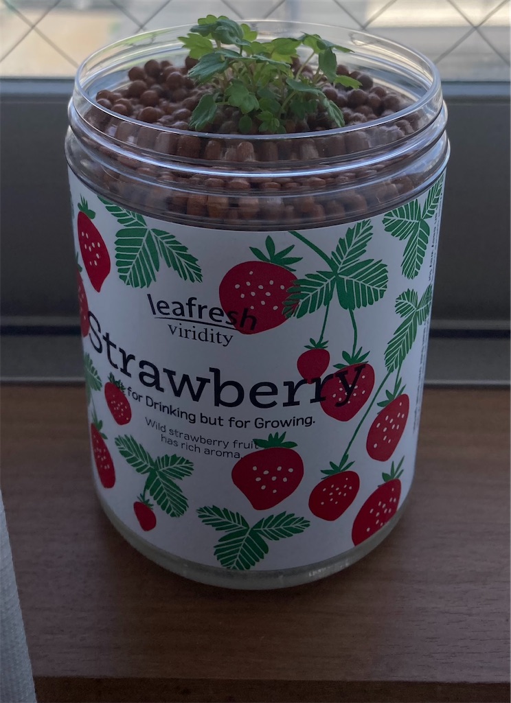 f:id:Epidote:20240601215639j:image