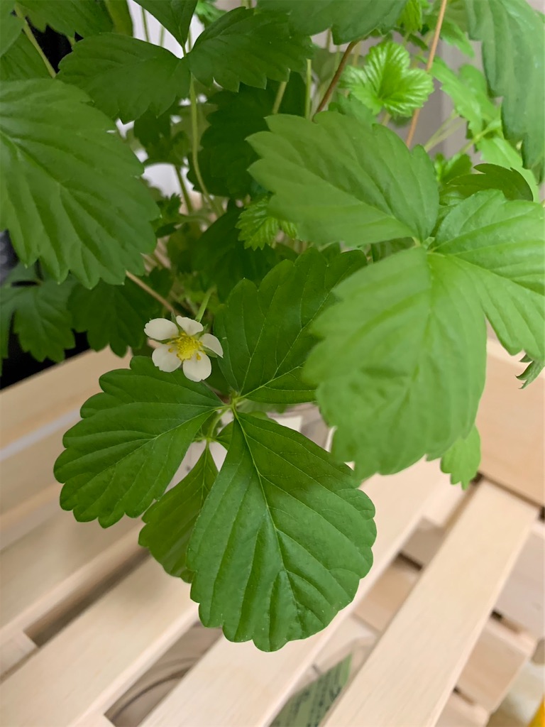 f:id:Epidote:20240601230018j:image