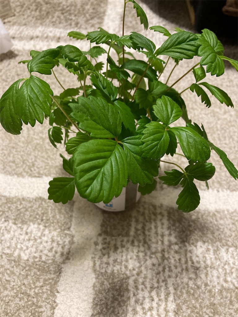 f:id:Epidote:20240601230021j:image