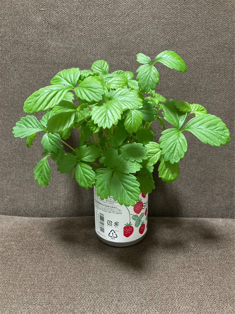 f:id:Epidote:20240601230023j:image