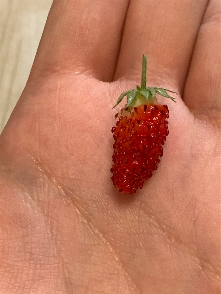 f:id:Epidote:20240601230340j:image