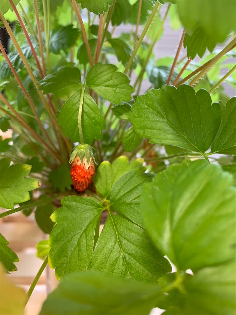 f:id:Epidote:20240601230347j:image