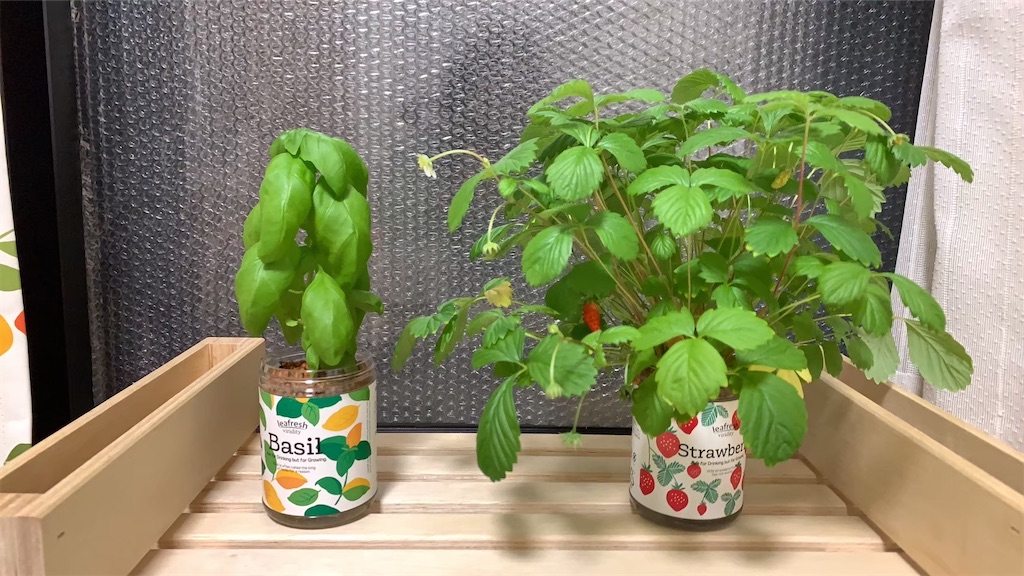 f:id:Epidote:20240601230358j:image