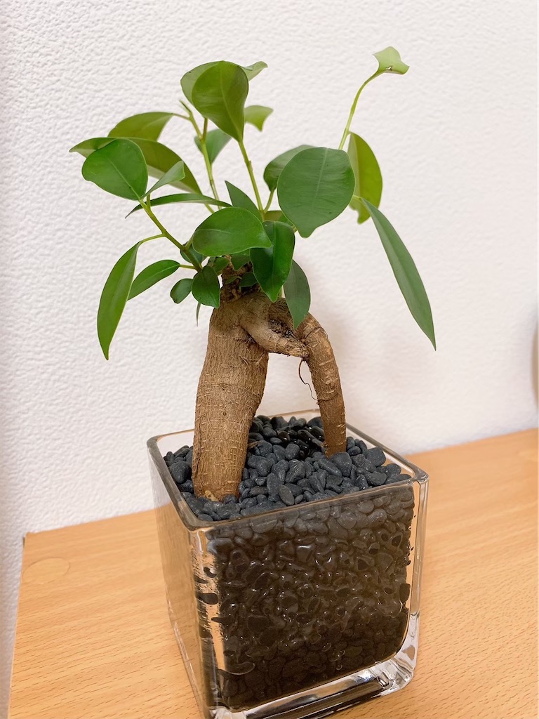 f:id:Epidote:20240608123725j:image