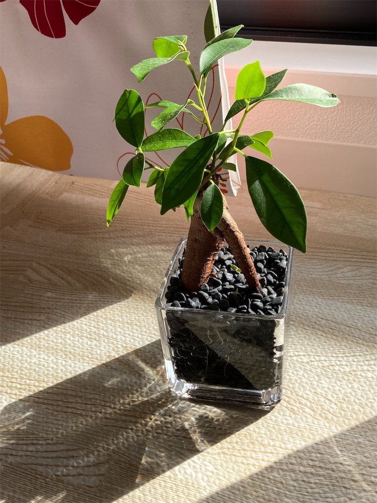 f:id:Epidote:20240608123739j:image