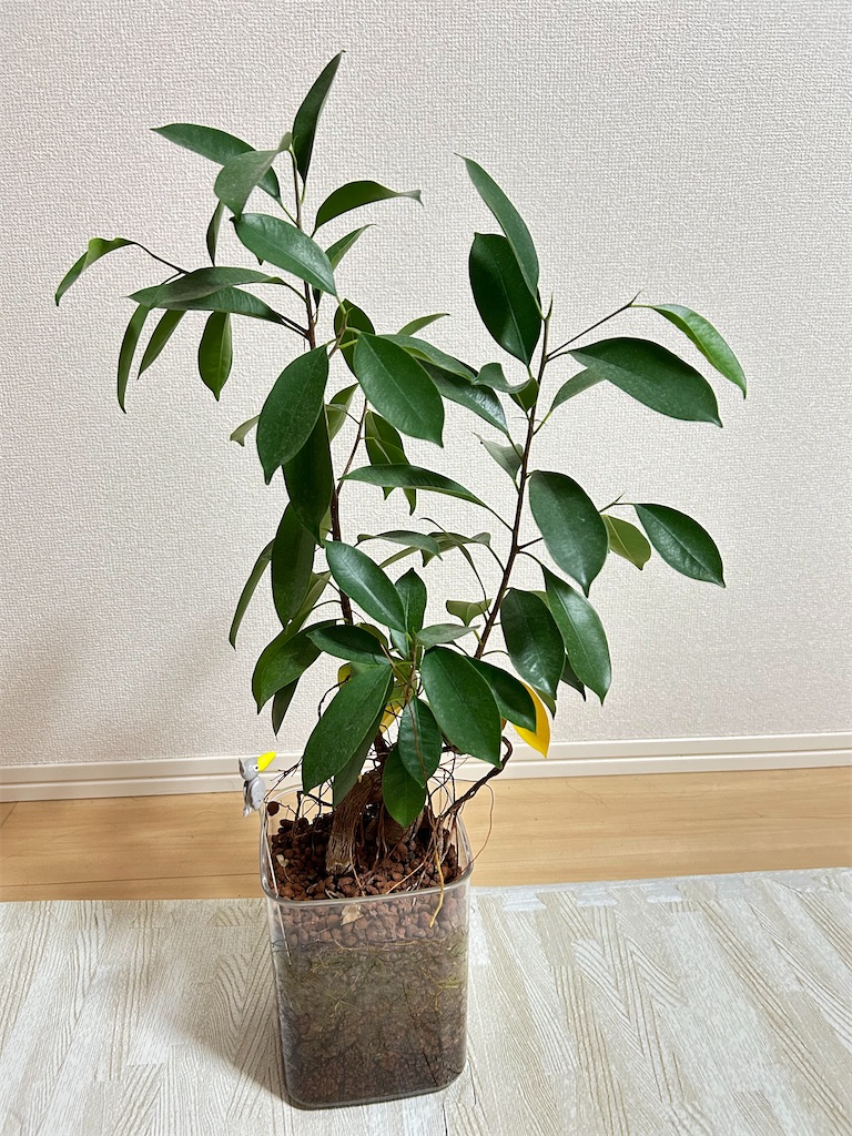 f:id:Epidote:20251208183420j:image