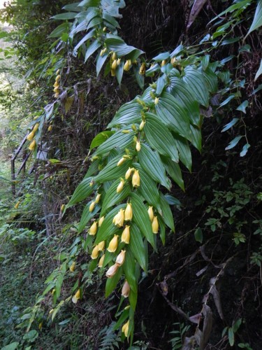 f:id:Eriophyton:20161006160140j:image:w360 f:id:Eriophyton:20161006160140j:image:w360