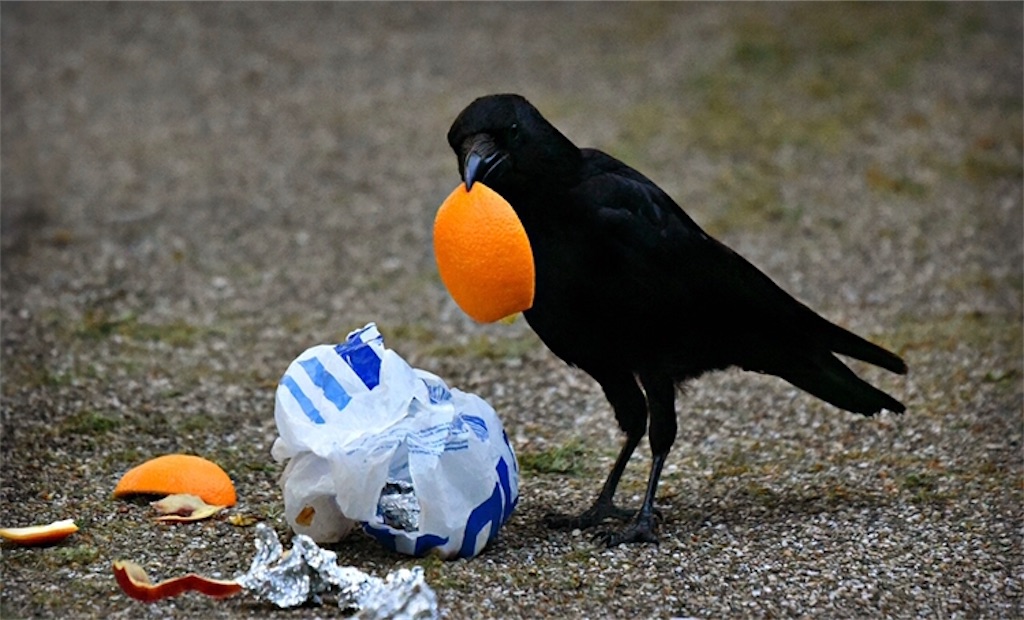 f:id:Escherichiacoli:20201210211749j:image f:id:Escherichiacoli:20201210211749j:image
