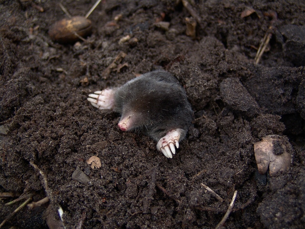 f:id:Escherichiacoli:20201210214641j:image f:id:Escherichiacoli:20201210214641j:image