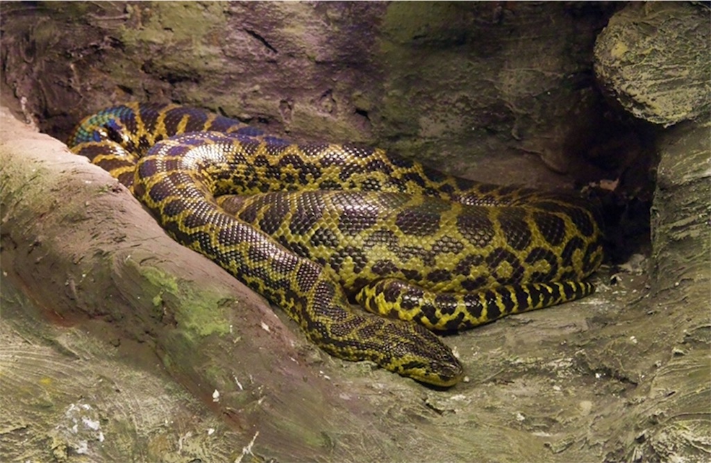 f:id:Escherichiacoli:20201210214902j:image f:id:Escherichiacoli:20201210214902j:image