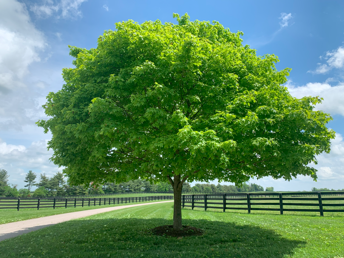北米競馬】レーンズエンドファーム 2021スタリオンブック