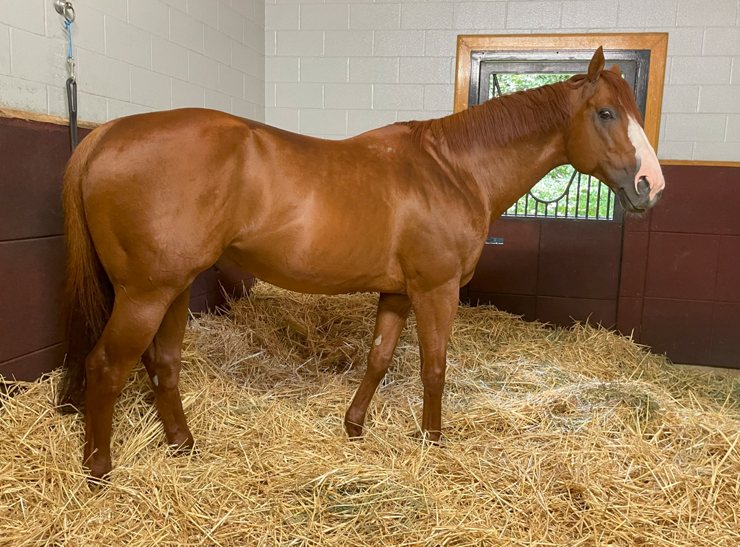 アメリカンファラオ】アッシュフォードスタッド（Ashford Stud