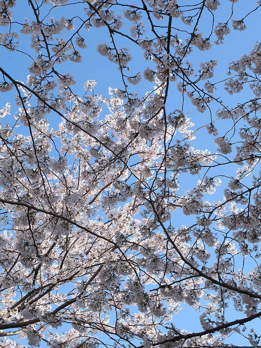f:id:Etsuro1:20200322101640j:plain