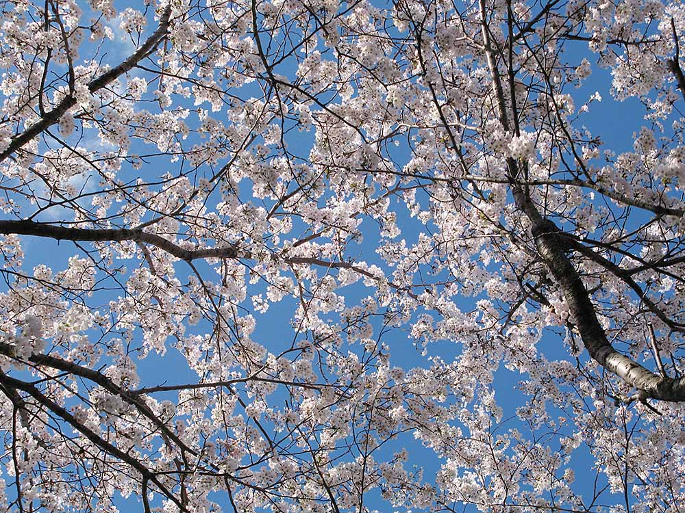f:id:Etsuro1:20200322101817j:plain