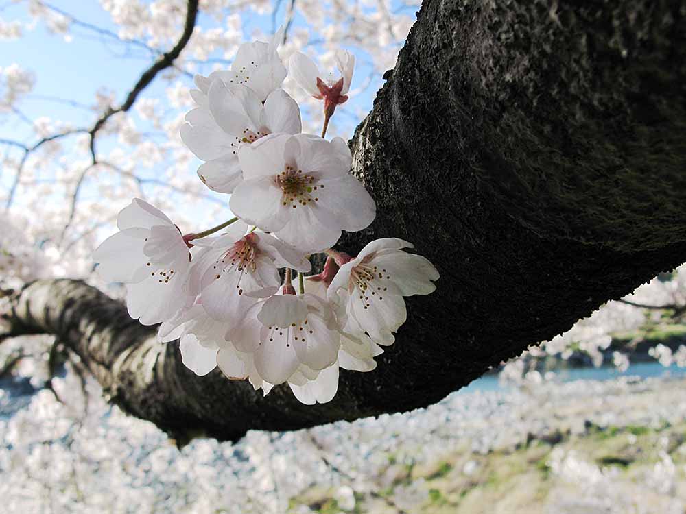 f:id:Etsuro1:20200322101845j:plain
