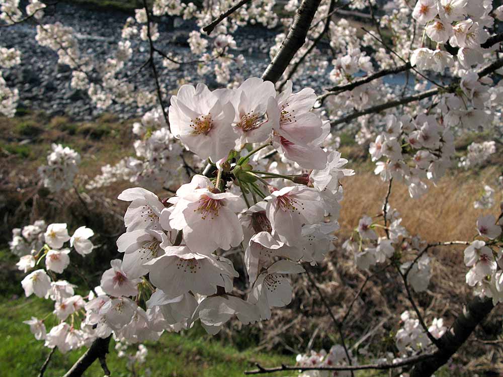 f:id:Etsuro1:20200322101917j:plain