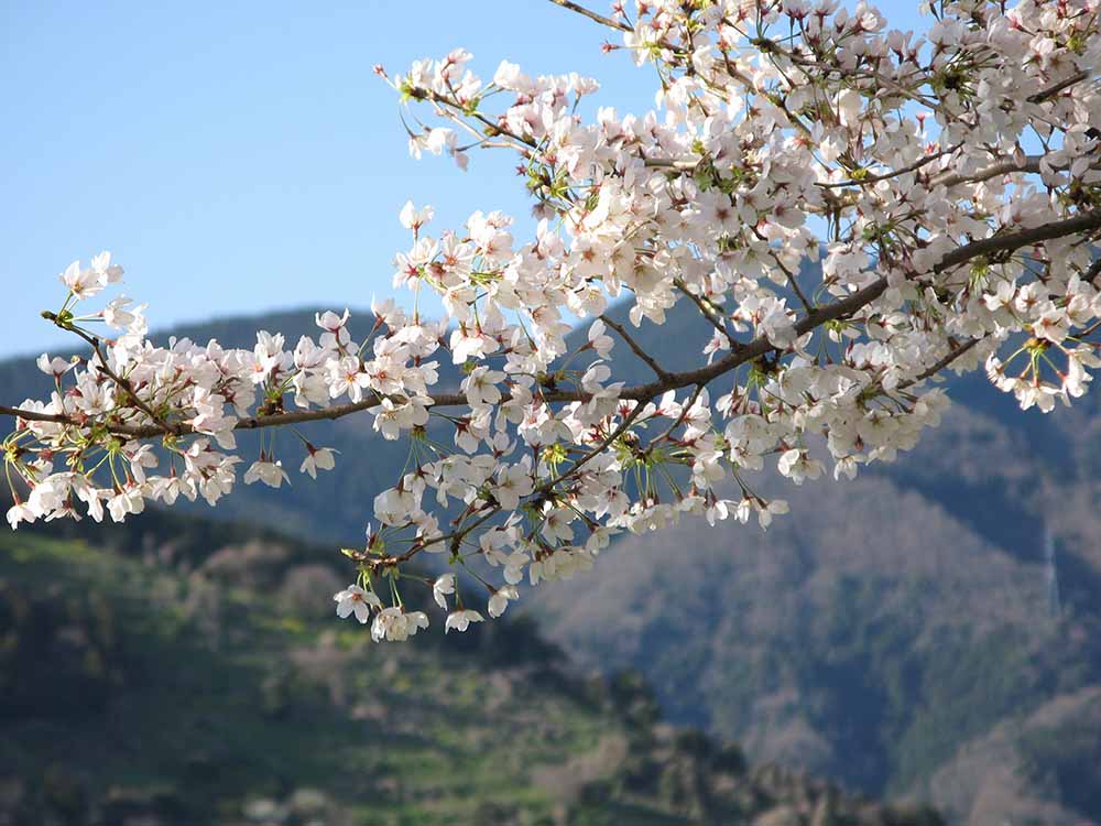 f:id:Etsuro1:20200323104357j:plain