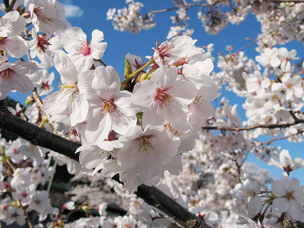 f:id:Etsuro1:20200323104455j:plain