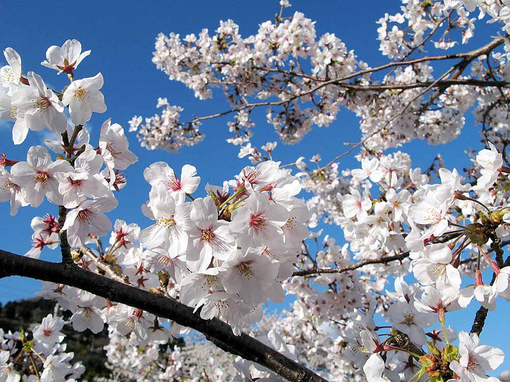 f:id:Etsuro1:20200323104520j:plain