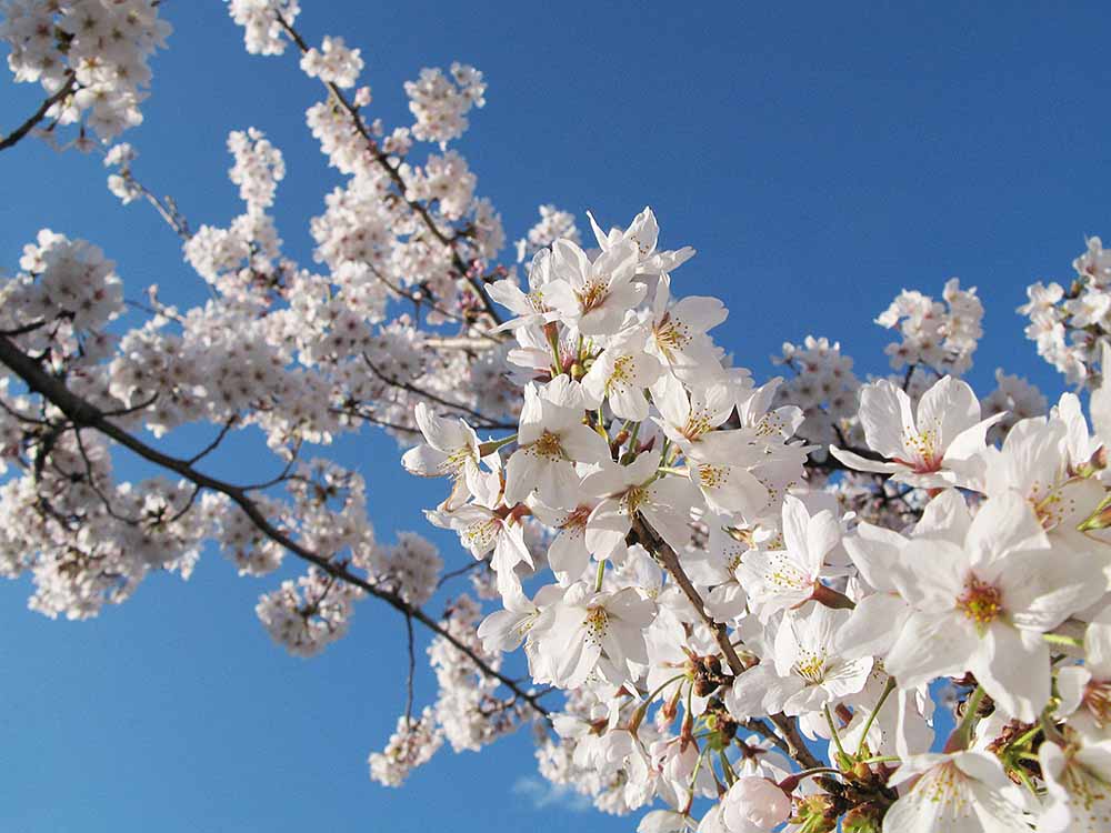 f:id:Etsuro1:20200324102204j:plain