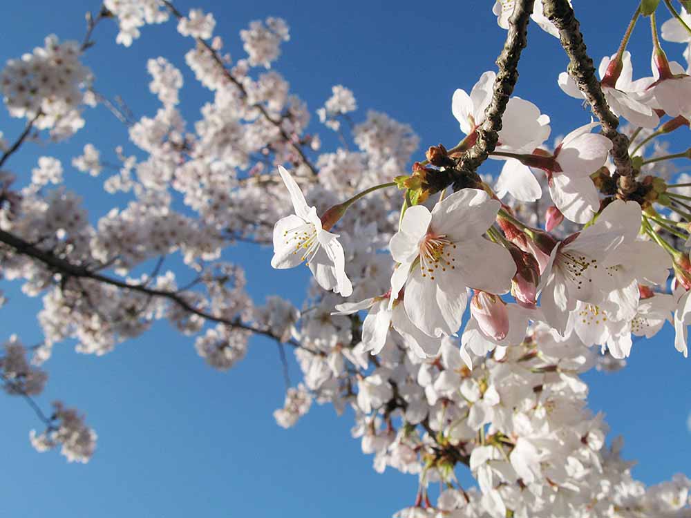 f:id:Etsuro1:20200324102234j:plain