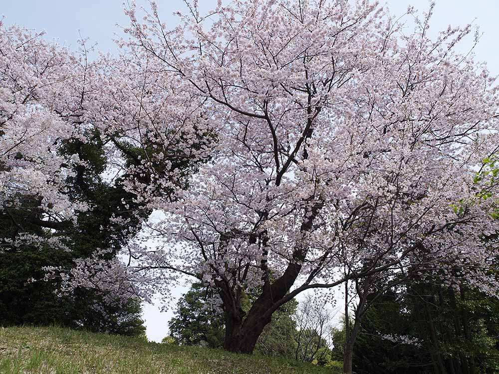 f:id:Etsuro1:20200326105607j:plain f:id:Etsuro1:20200326105607j:plain