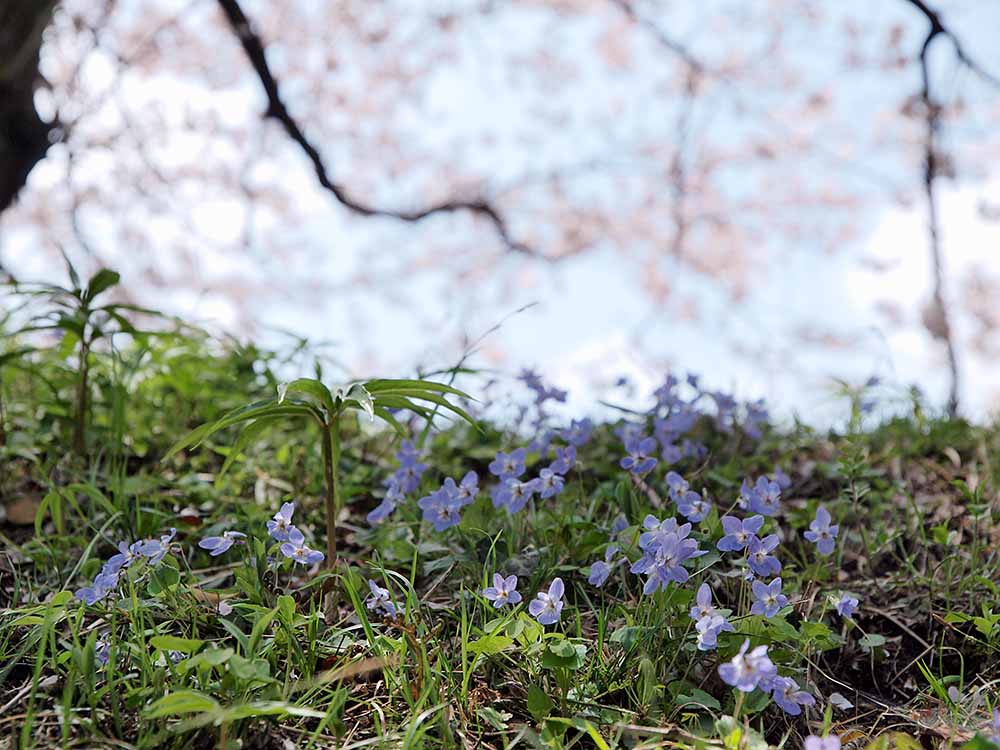 f:id:Etsuro1:20200326105740j:plain f:id:Etsuro1:20200326105740j:plain