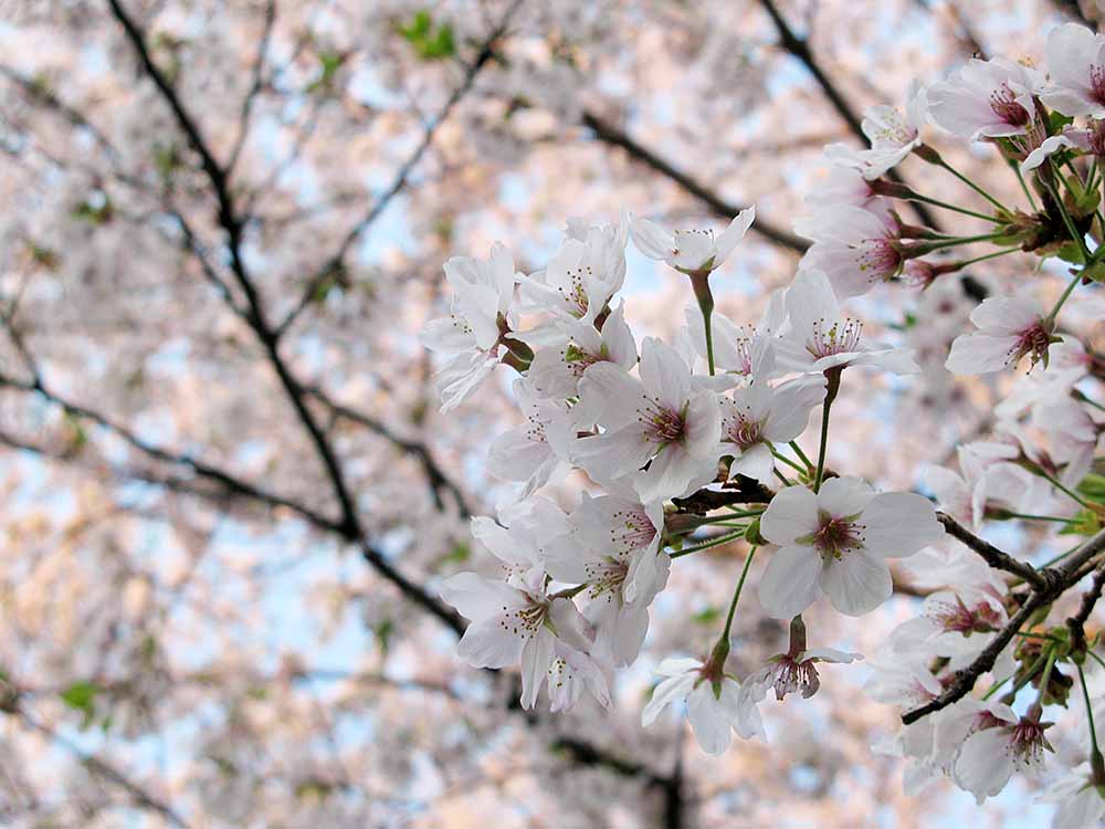 f:id:Etsuro1:20200328113031j:plain f:id:Etsuro1:20200328113031j:plain