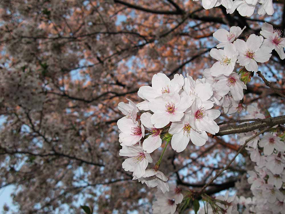 f:id:Etsuro1:20200328113107j:plain f:id:Etsuro1:20200328113107j:plain